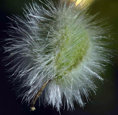 Creosote (Larrea tridentata) fruit with reversed Pentax 67 105 mm f/2.4 lens Zerene Stacker PMax stack of 411 images